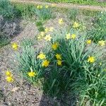 Narcissus pseudonarcissusFlower