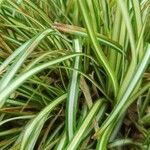 Carex ornithopoda Φύλλο