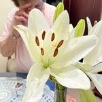 Lilium candidum Çiçek