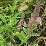 Asystasia riparia Flower