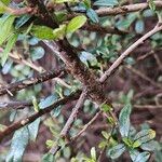 Cotoneaster microphyllus Bark