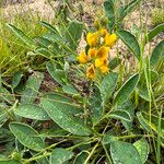 Crotalaria mitchellii Облик