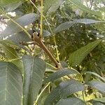 Fraxinus excelsior Leaf