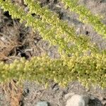 Ambrosia chamissonis Leaf