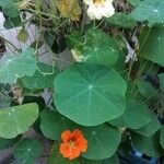 Tropaeolum majus Virág