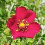 Potentilla argyrophylla Blodyn