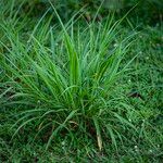 Cymbopogon citratus 葉