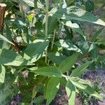 Buddleja globosa पत्ता