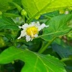 Solanum aethiopicum Floare