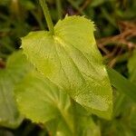 Doronicum caucasicum ഇല