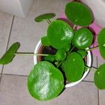 Pilea peperomioidesFeuille