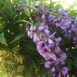 Wisteria sinensis Flower