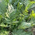 Tanacetum macrophyllum Листок