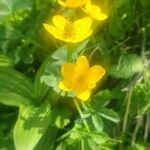Ranunculus thora Flor