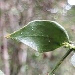 Viscum multicostatum Leaf