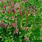 Geum rivale Lorea