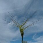 Aegilops geniculata Otro