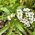 Lobularia maritimaFlors