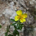 Potentilla pyrenaica Flower