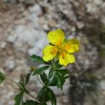 Potentilla pyrenaica Õis
