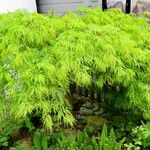 Acer japonicum Агульны выгляд