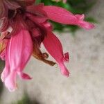 Salvia involucrata Квітка