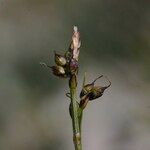 Carex glacialis Fruit