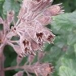 Teucrium flavum Fruit