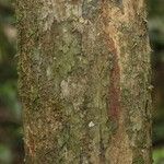 Pouteria grandis Bark