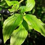 Cornus sanguinea Leaf