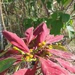 Euphorbia pulcherrima 花