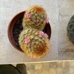 Mammillaria carmenae Hoja