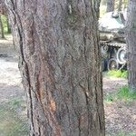 Pinus sylvestris кора