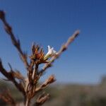 Lathraeocarpa acicularis Flower