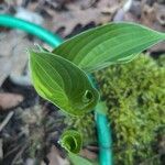 Hosta longipes Blatt