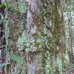 Chaetocarpus schomburgkianus Corteza