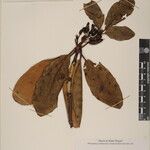 Rhododendron campanulatum Άλλα