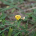 Stylosanthes fruticosa Blüte