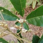Vitex madiensis Flor