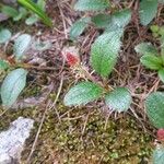 Salix reticulata Kukka