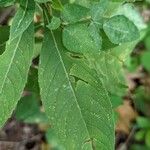 Vernonia baldwinii Leaf