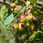 Cotoneaster integerrimus Mbuma