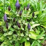 Gentiana calycosa Агульны выгляд