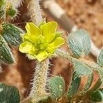 Tribulus pentandrus Flor