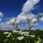 Chaerophyllum bulbosumBlüte