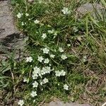 Sagina glabra Habit