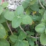Coleus barbatus Leht