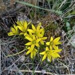 Gagea fragifera 花