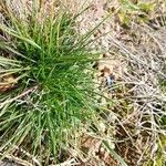 Festuca gautieri Leaf