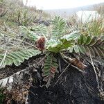 Acaena cylindristachya অভ্যাস